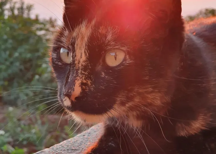 Beautiful View 3 - Ilha Da Madeira